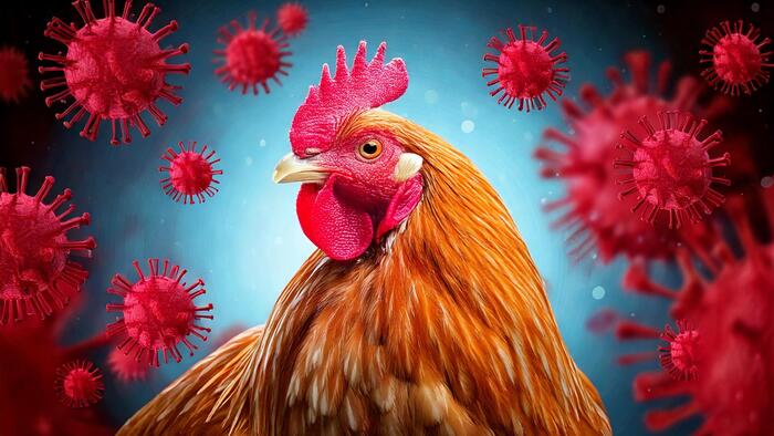 NextImg:Bird Flu: The "Next Pandemic" Is Right On Schedule