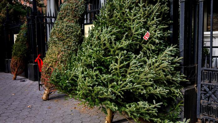 NextImg:The Hunt For The Best Christmas Tree Ever