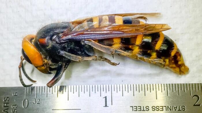 NextImg:Invasive 'Murder Hornets' Eradicated In US After 5 Years, Agriculture Officials Say