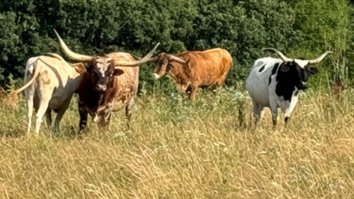 NextImg:US Cattle Herd Shrinks To 1951 Lows As Beef Crisis Deepens