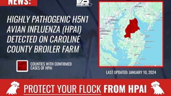 NextImg:Bird Flu Cases Detected Across Delmarva Poultry Industry