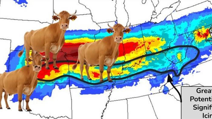 NextImg:Cattle Futures Hit New Record High As Polar Blast Set To Hit Nation's Beef Supply