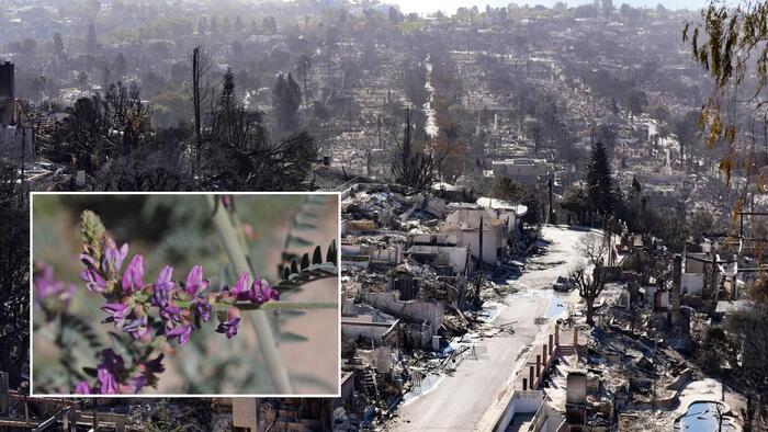 NextImg:Wildfire Woes: California Regulators Halted Palisades Fire Prevention Project to Save Rare Shrub
