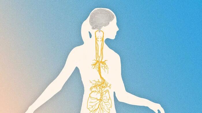 NextImg:Better Than Ozempic? How To Engage The Vagus Nerve For Weight Loss