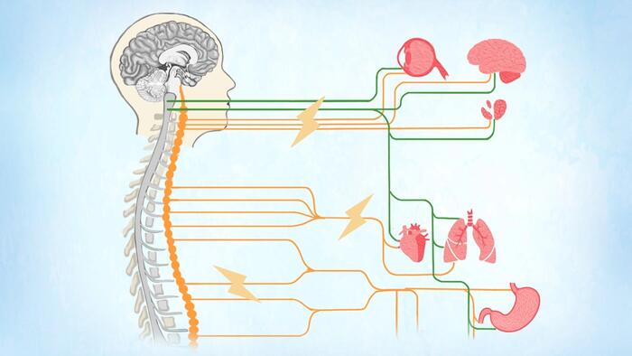 NextImg:Dysautonomia: Symptoms, Causes, Treatments, And Natural Approaches