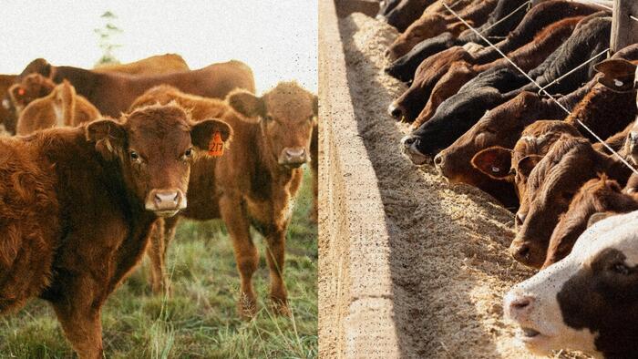 NextImg:Grain-Fed Vs. Grass-Fed Beef: What's the Difference?