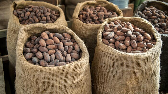 NextImg:Cocoa Slides To Multi-Month Low As Demand Destruction Fears Overshadow Tight Supplies