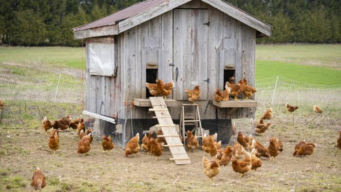 NextImg:Time To Build Backyard Chicken Coop As Wholesale Egg Prices Hit New Record Highs