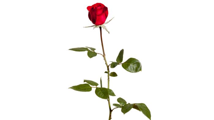 NextImg:The Trail Of The Valentine's Day Rose