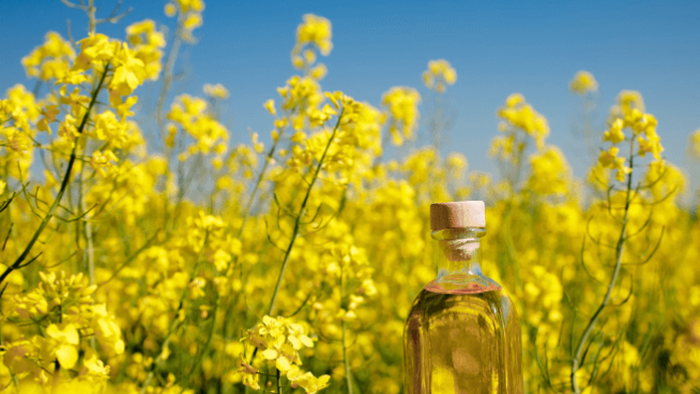 NextImg:Canola Futures Drop After China Slaps 100% Tariffs On Canadian Rapeseed