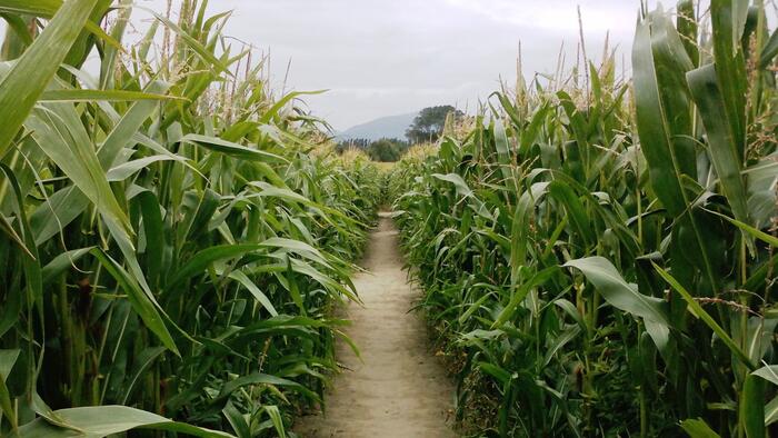 NextImg:DOGE's Key Revelation: A Federal Budget Made Into A Maze Impervious To Reform