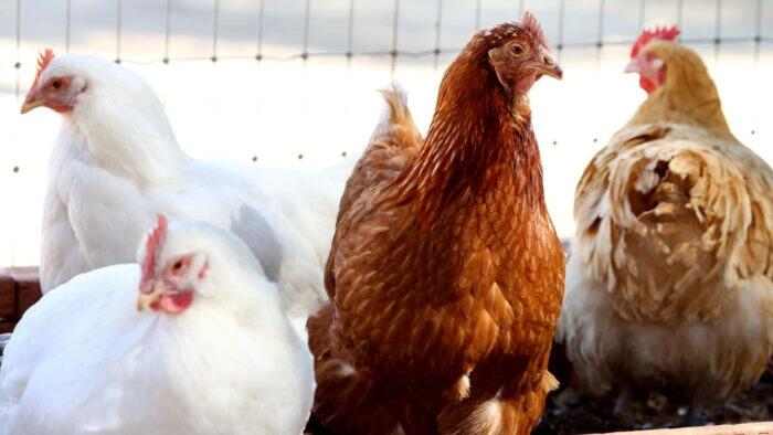 NextImg:China Acknowledges 'Sporadic' Human Bird Flu Cases