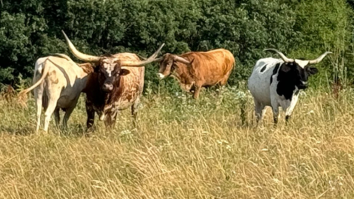 NextImg:"Herds Gutted": Historically Low US Cattle Inventory Drives Beef Prices To New Highs