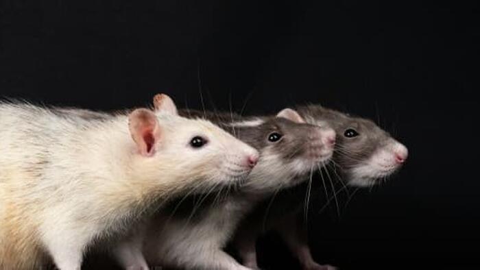 NextImg:Rat Infestation Disrupts UK Nuclear Plant Construction