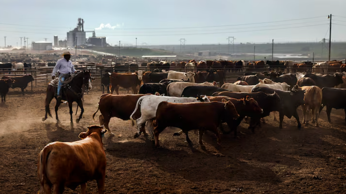 NextImg:US Warns Mexican Beef Imports May Halt Next Week Over Flesh-Eating Fly Crisis
