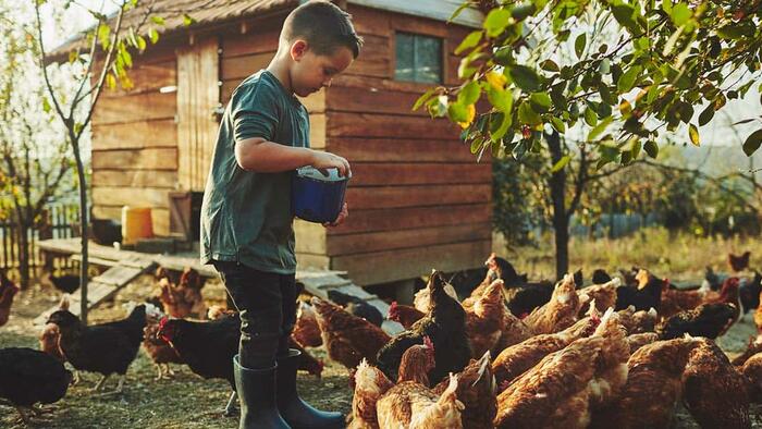 NextImg:"Take Control Of Their Food Supply": Tractor Supply CEO Says Backyard Chicken Demand Skyrockets