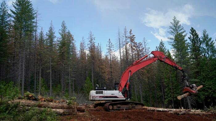 NextImg:USDA Cites Wildfire Risk, Invasive Insects In Orders To Expand Logging In National Forests