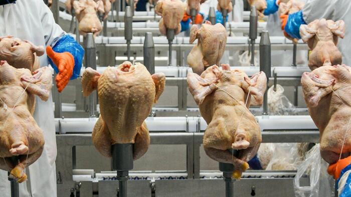 NextImg:USDA Withdraws Proposed Rule To Limit Salmonella In Raw Poultry