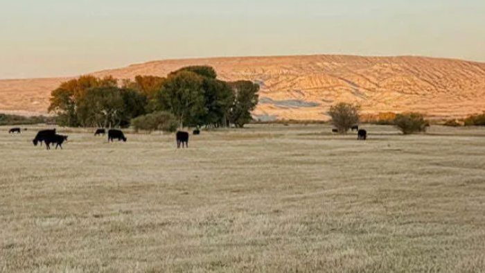NextImg:Tyson Foods Spots Potential Beef Crisis Low As Hard Work Begins For Ranchers