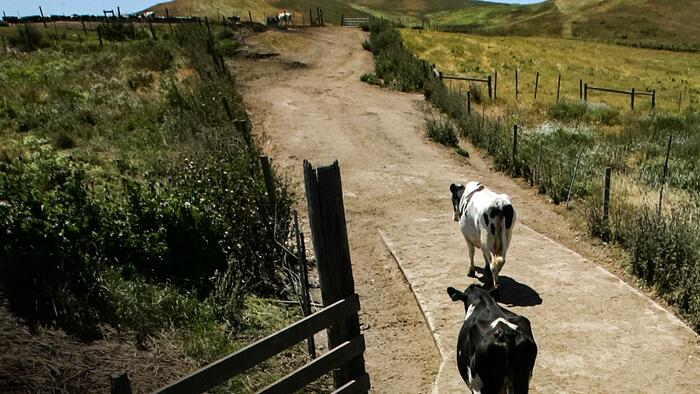NextImg:End Of Ranching In Iconic California Community Signals Bigger War On Land Use In West