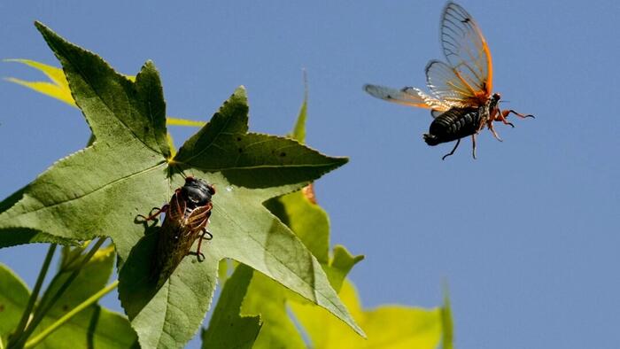 NextImg:Cicada Swarm Begins Rare Emergence In Eastern US After 17 Years Underground