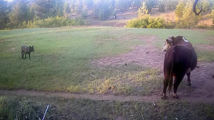 NextImg:Wolves Wreak Havoc On Cattle Herds In California
