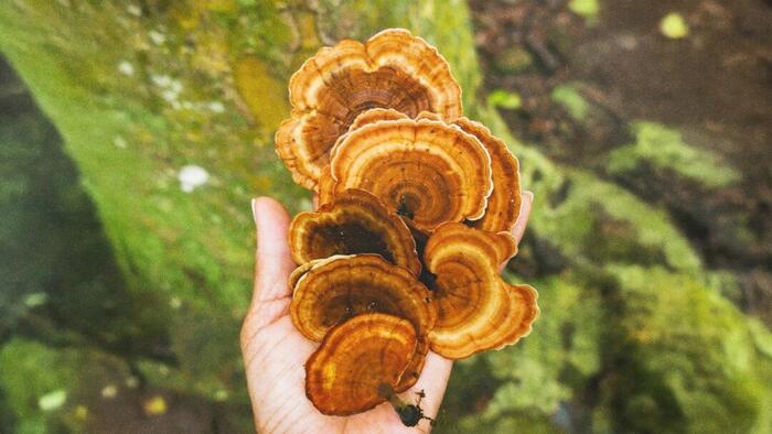 Reishi Mushroom: An Ancient Mushroom For Modern Health Benefits
