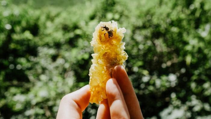 NextImg:Bees Are Behind Our Food And Natural Medicines - And They're Disappearing