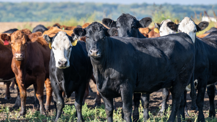 NextImg:Cattle Herd Rebuild Begins Just As Consumers Get Slaughtered By Record Beef Prices