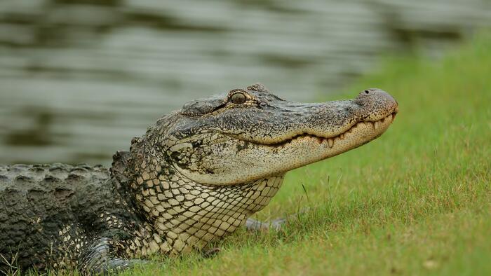NextImg:DHS Approves Construction Of "Alligator Alcatraz" For Illegal Aliens