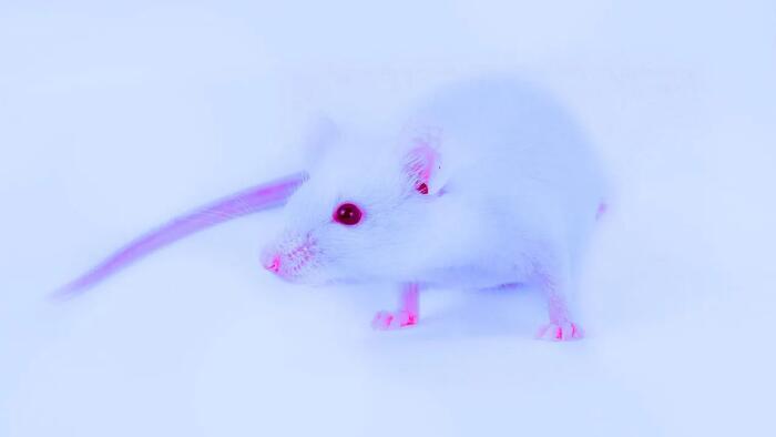 NextImg:South Korea Lab Makes Bird Flu 100% Lethal In Mammals: 'Virology Journal'