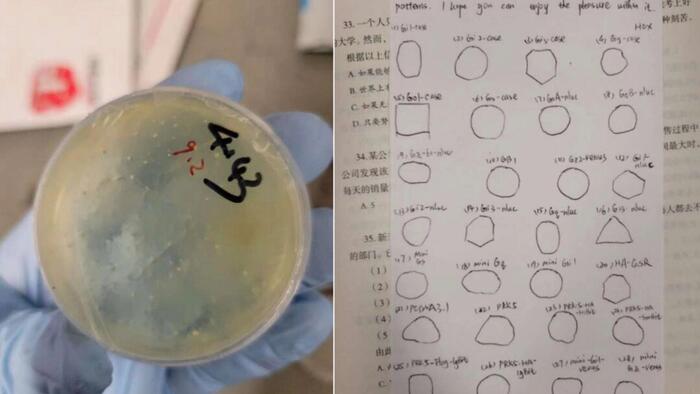 NextImg:Wuhan Researcher Charged With Smuggling Biological Materials Into US Lab