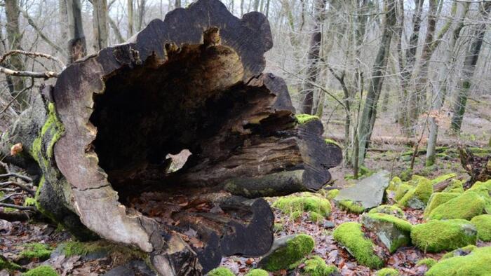 NextImg:Hollowed Out