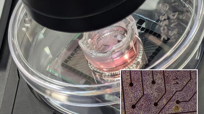 Discover Dystopian Startups Crafting Biological Computers from Human Cells