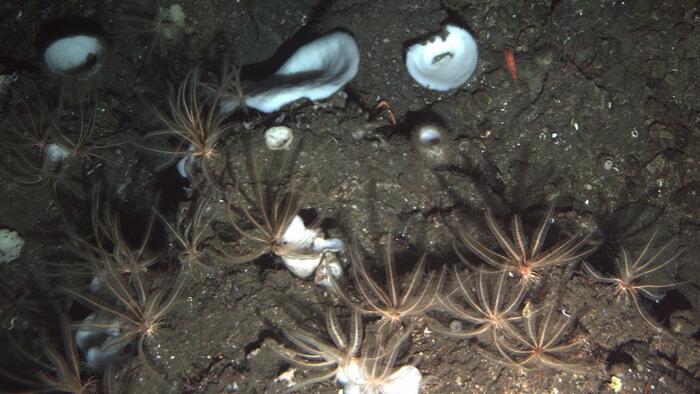 NextImg:America Must Lead On Seafloor Mineral Development