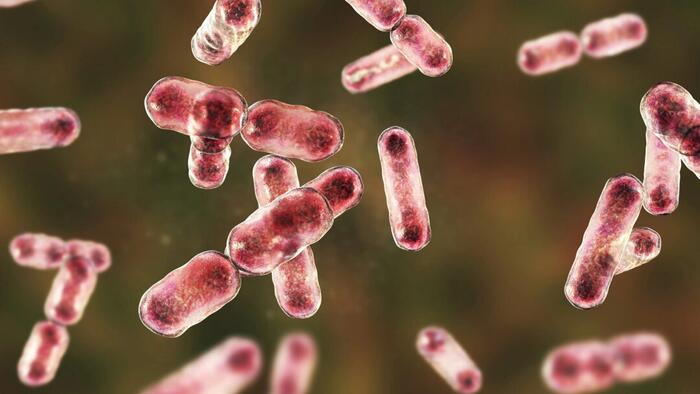 NextImg:Cambridge Researchers Find Gut Bacteria Could Help Remove 'Forever Chemicals' From Body