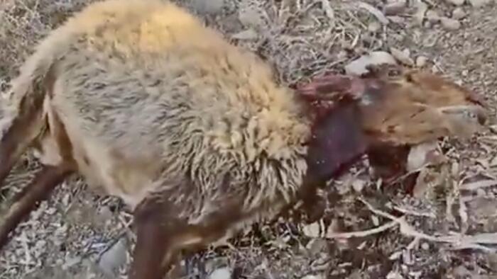NextImg:Israeli Settlers Accused Of Killing 117 Sheep Belonging To West Bank Bedouins