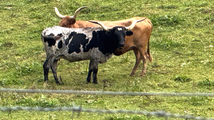 NextImg:12-Year Cattle Cycle Bottoms: Tyson CEO Predicts Rebuild Phase Beginning Next Year