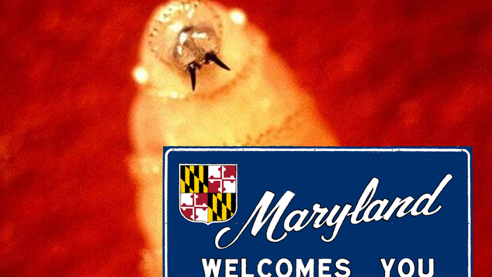 NextImg:First Human Case Of Flesh-Eating Screwworm Detected In Sanctuary State Of Maryland 