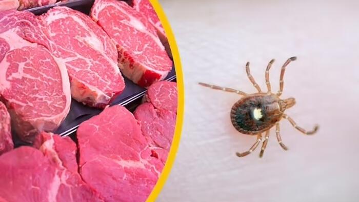 NextImg:Eco Loons Suggest Proliferating A Plague Of Ticks To Prevent People Eating Meat