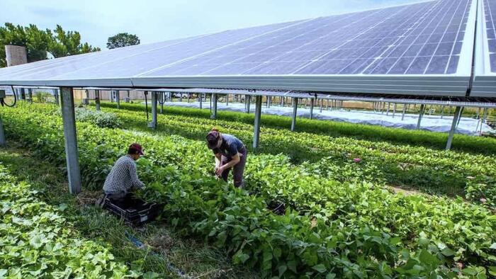 USDA Ends Funding for Solar Projects on Prime Farmland