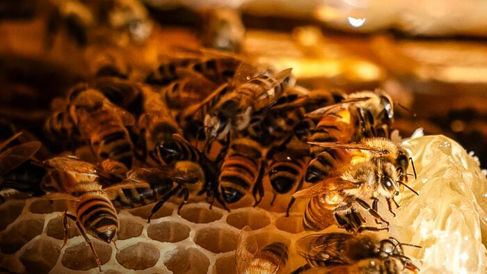 NextImg:Record US Honey Bee Losses And What 'Mite' Be Behind Them