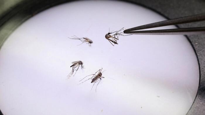 NextImg:FDA Suspends License For Chikungunya Vaccine After 'Serious Adverse Events'