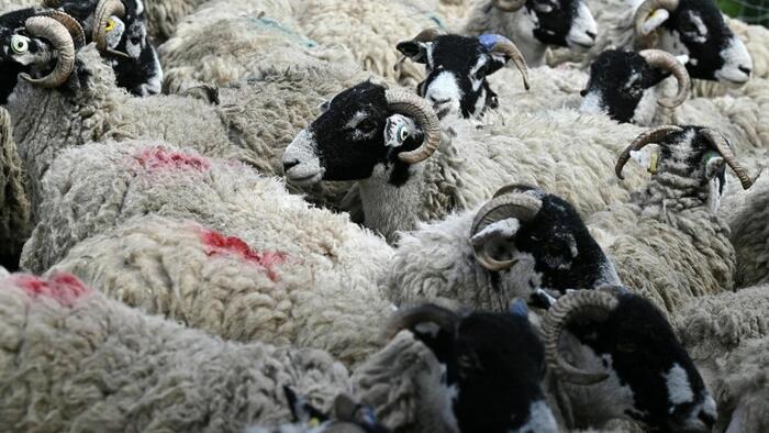 NextImg:Push To Cut Livestock For Climate Goals (Due To Burping & Farting) Worries UK Farmers, Ecologists
