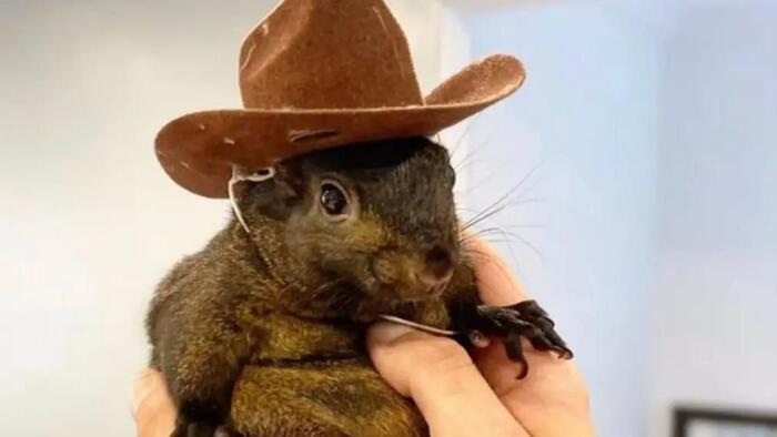 NextImg:P'Nut The Squirrel's Owners Sue New York For $10M After Raid, Decapitation