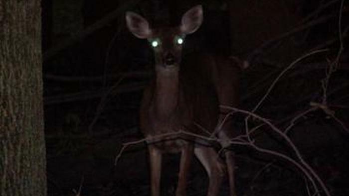 NextImg:"Like Deer In Headlights": Markets Are 'Taking The Average', Producing The Most Unlikely Outcome 