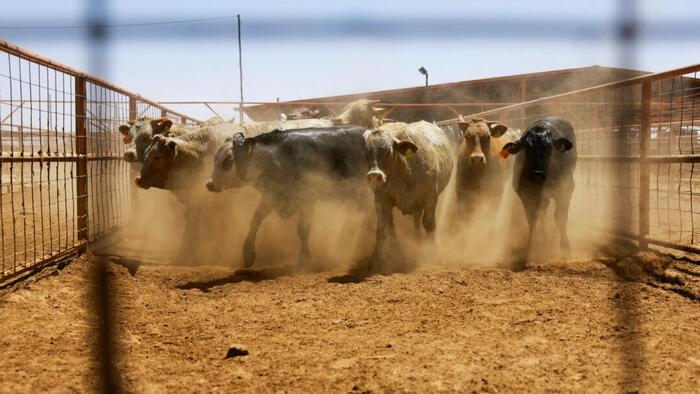 NextImg:Agriculture Secretary Announces Update As Flesh-Eating Screwworm Comes Within 70 Miles Of US Border