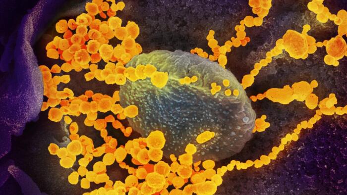 NextImg:Nasal Spray May Reduce Risk Of COVID-19 Infection: Study
