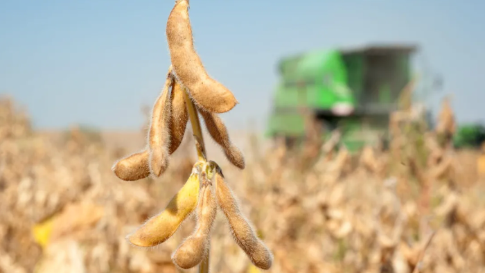 China Buys American Soybeans Before Trump-Xi Meeting China Buys American Soybeans Before Trump-Xi Meeting