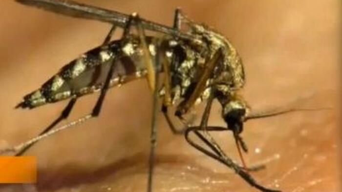NextImg:WHO Warns Chikungunya Virus Has Potential To Spread To More Countries